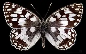 Melanargia russiae japygia ♀