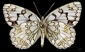 Melanargia russiae japygia ♀  △