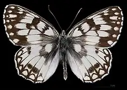 Melanargia russiae japygia ♂