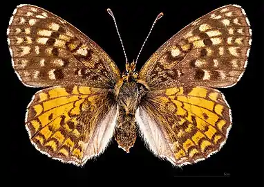 Melitaea aetherie ♀  MHNT