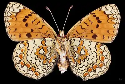 Melitaea aetherie  ♀ △ MHNT