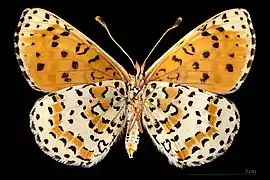 Melitaea didyma occidentalis ♀ △MHNT