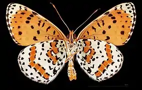 Melitaea didyma occidentalis ♂  △ MHNT