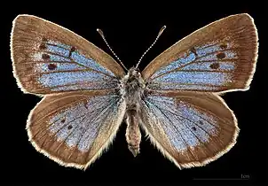 Phengaris t. teleius ♀  MHNT