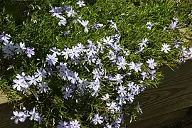 Phlox subulata 'Emerald Cushion Blue'