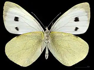 Pieris brassicae ♂  △