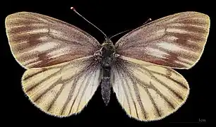 Pieris bryoniae