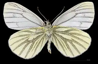 Pieris napi  ♀ △