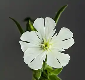 Silene latifolia ♀