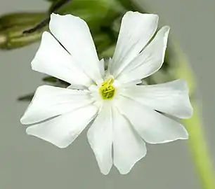 Silene latifolia ♂