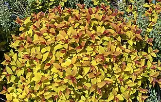 Spiraea japonica 'Goldflame' - habitus