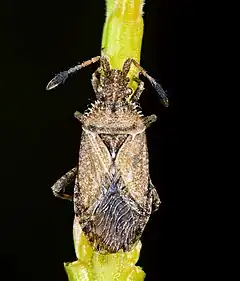 Pseudophloeinae Pseudophleini : Strobilotoma typhaecornis, Toulouse (France)