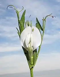 Fleur blanche plus rare