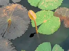 Fleur en bouton et « effet lotus » des feuilles