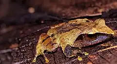 Description de l'image (pseudophilautus zorro) shrub frog.jpg.