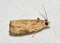 Description de l'image - 2817 – Olethreutes permundana – Raspberry Leafroller Moth (27765890866).jpg.