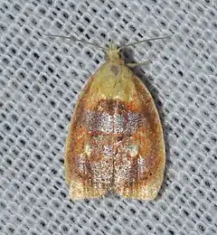Description de l'image - 3504 – Acleris curvalana – Blueberry Leaftier Moth (18932624319).jpg.
