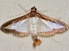 Description de l'image - 5204 – Diaphania hyalinata – Melonworm Moth (15871860970).jpg.