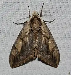 Description de l'image - 7786 – Ceratomia amyntor – Elm Sphinx Moth (43246522724).jpg.