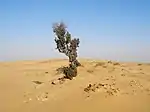 Arbre solitaire dans un désert