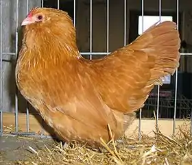 Poule barbue d'Anvers fauve