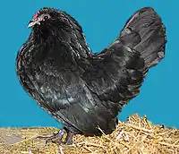 Poule barbue d'Anvers noire.