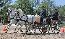 Attelage de chevaux en pair sur une maniabilité, attelé avec une bricole.