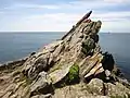 Affleurement de gneiss à la pointe nord-ouest de la presqu'île de Kermorvan.