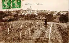 Photo sur carte postale montrant des vignes au premier rang et la ville d'Eauze au second.