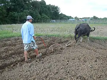 Araire tiré par un buffle en Bulacain, Philippines, 2015