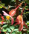 Inflorescence femelle in situ, en Colombie