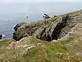 Plomodiern : falaises entre l'anse de Ty Mark et la pointe de Talagrip (détail).