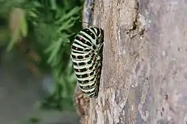 Début de la transformation en chrysalide : la chenille s'est ceinturée au support.