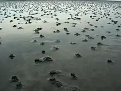 Plage habitée par des arénicoles