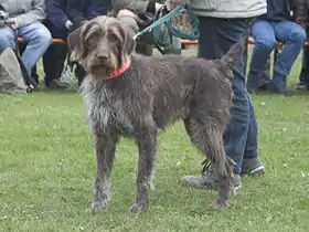 Chien d'arrêt allemand à poil raide