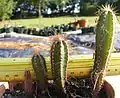 Cereus repandus, la progression des jeunes plants