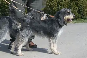 Griffon bleu de Gascogne.