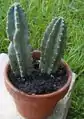 Petites boutures de Cereus repandus