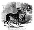 The dog, in health and disease, gravure montrant deux petits lévriers italiens primés au Royaume-Uni, par John Henry Walsh, 1859.
