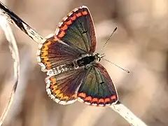 Aricia cramera