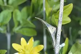 La chrysalide proprement dite a pris sa forme bien spécifique à Anthocharis cardamines et l'hibernation passée, la couleur d'un imago mâle se distingue au travers de la fine paroi.