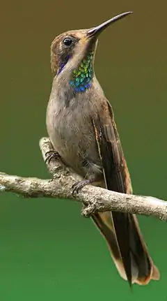 Colibri de DelphineColibri delphinae.