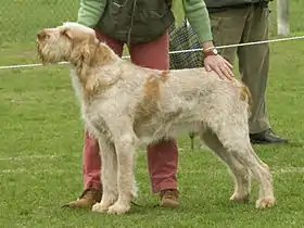 Spinone orange et blanc.