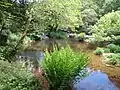 L'Ellé entre le moulin de Kergueff et le Bois de Rosgrand : une vallée encaissée et sauvage.