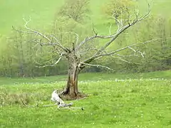 L'arbre à dépecer, arbre auquel les animaux à abattre, bœufs, porcs, étaient suspendus.