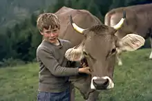 vache grise, mufle noir cerclé de clair, oreilles velues, cornes blanches à pointe noire.