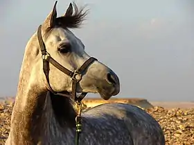 Tête d'un cheval gris sur fond de désert