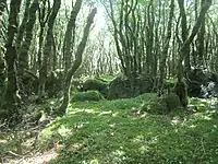 La forêt du Duc, une forêt moussue.