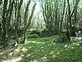 La forêt du Duc, une forêt moussue 4.