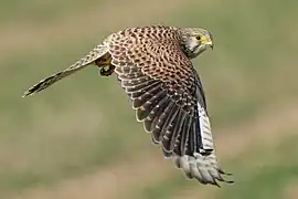 Un faucon crécerelle en vol dans le parc naturel régional Pfyn-Finges, Suisse. Février 2022.